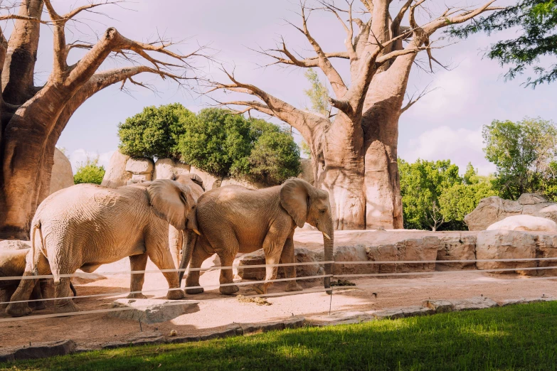 a couple of elephants are walking in a pen