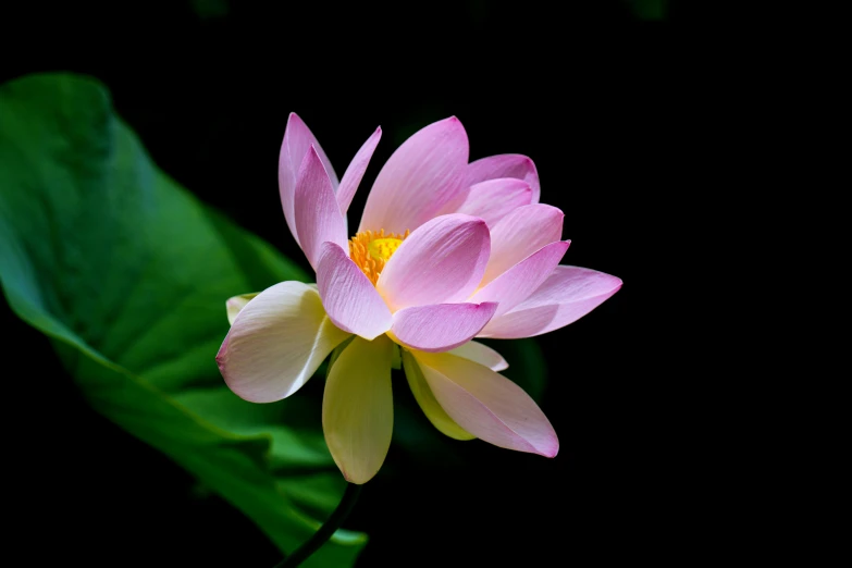 a single pink lotus flower sitting on top of green leaves