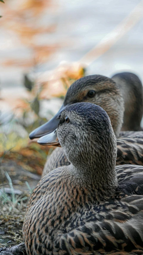 a couple of ducks sitting next to each other on top of grass