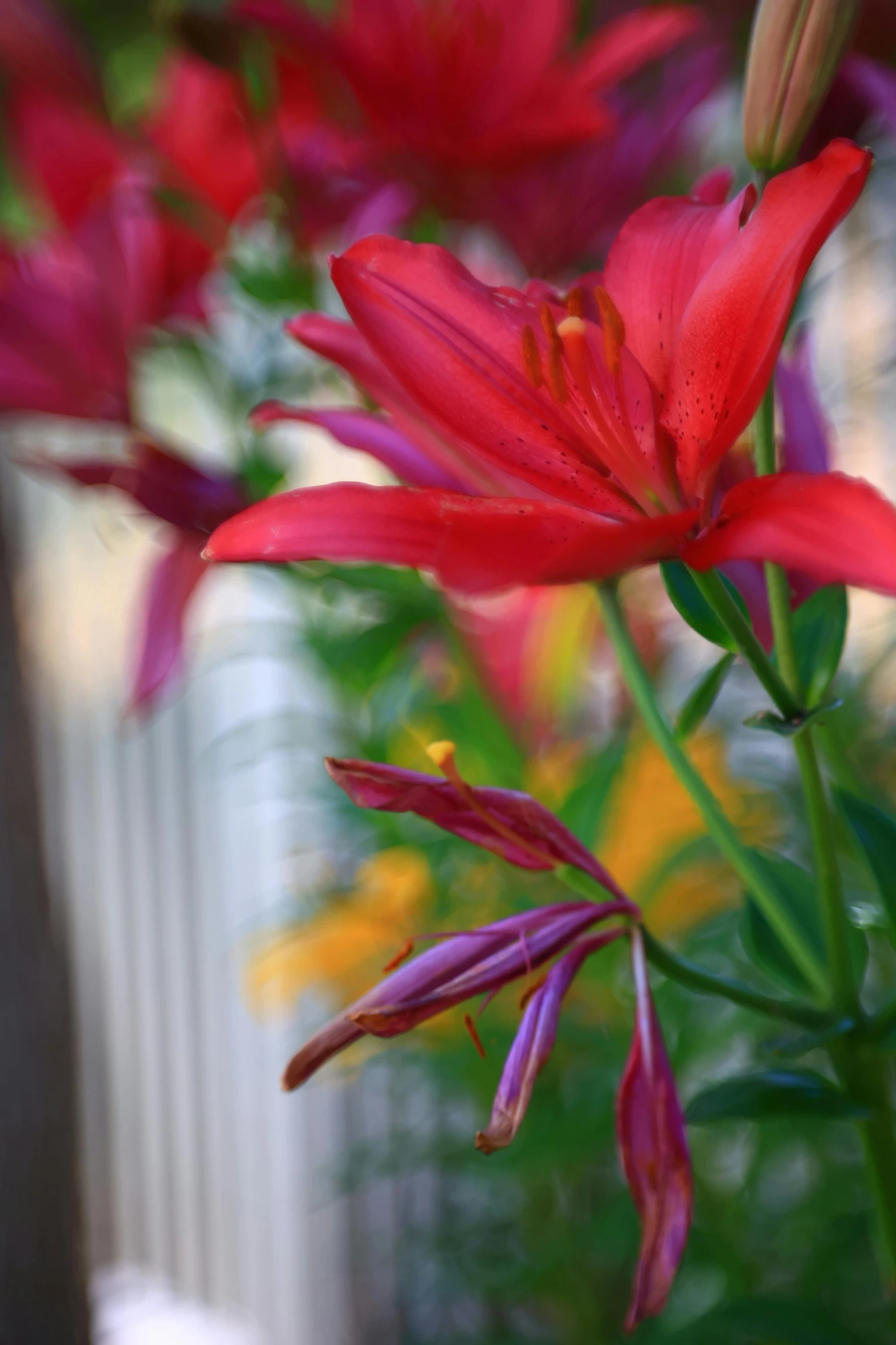 a close up of a red flower near some other flowers