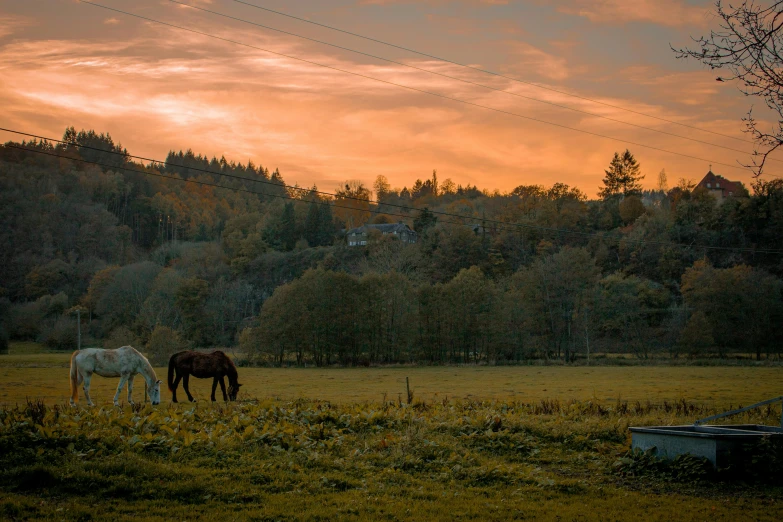 two horses grazing in a field next to telephone wires