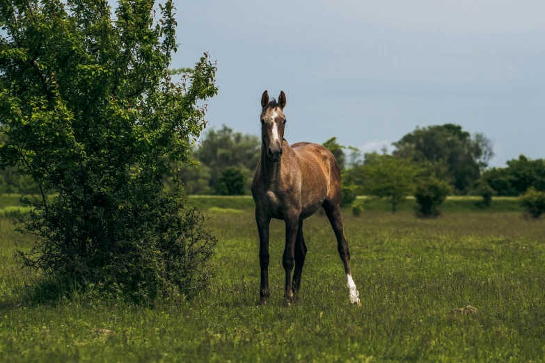 the horse is standing in the field near the tree