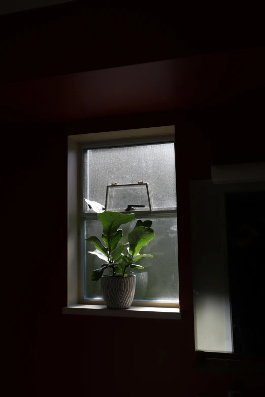 a plant that is sitting on top of a window sill