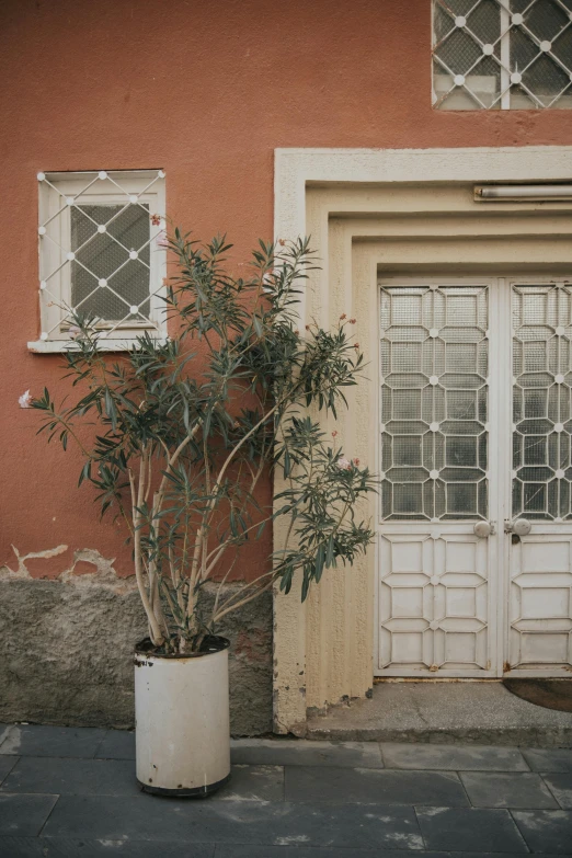 a plant sits outside of a door on the street