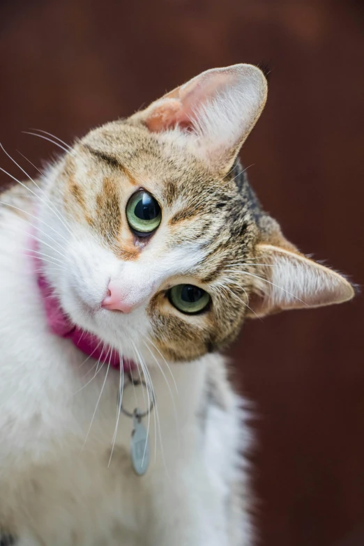 the brown, black and white cat has a pink collar