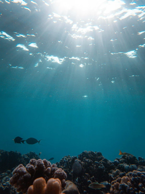 an ocean floor with fish and reef corals