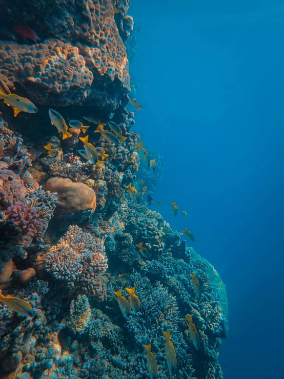 a large amount of fish swimming around on a coral