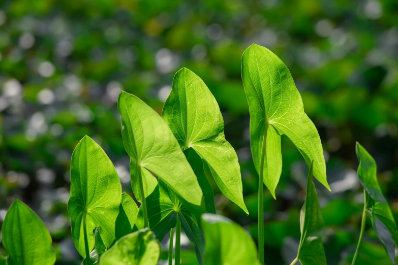 a group of green leaves that are on a plant