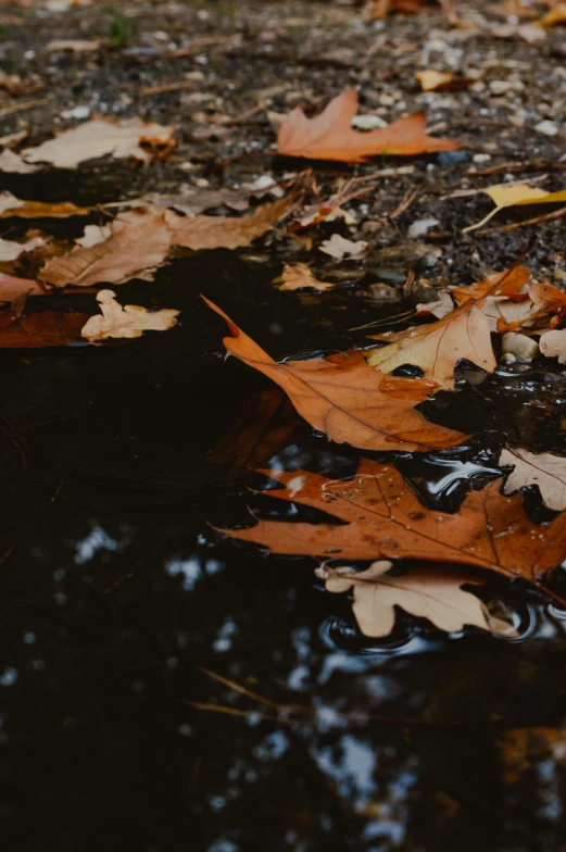 autumn leaves floating on the ground by a dle