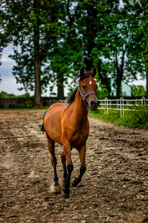 a brown horse running through dirt on a green field