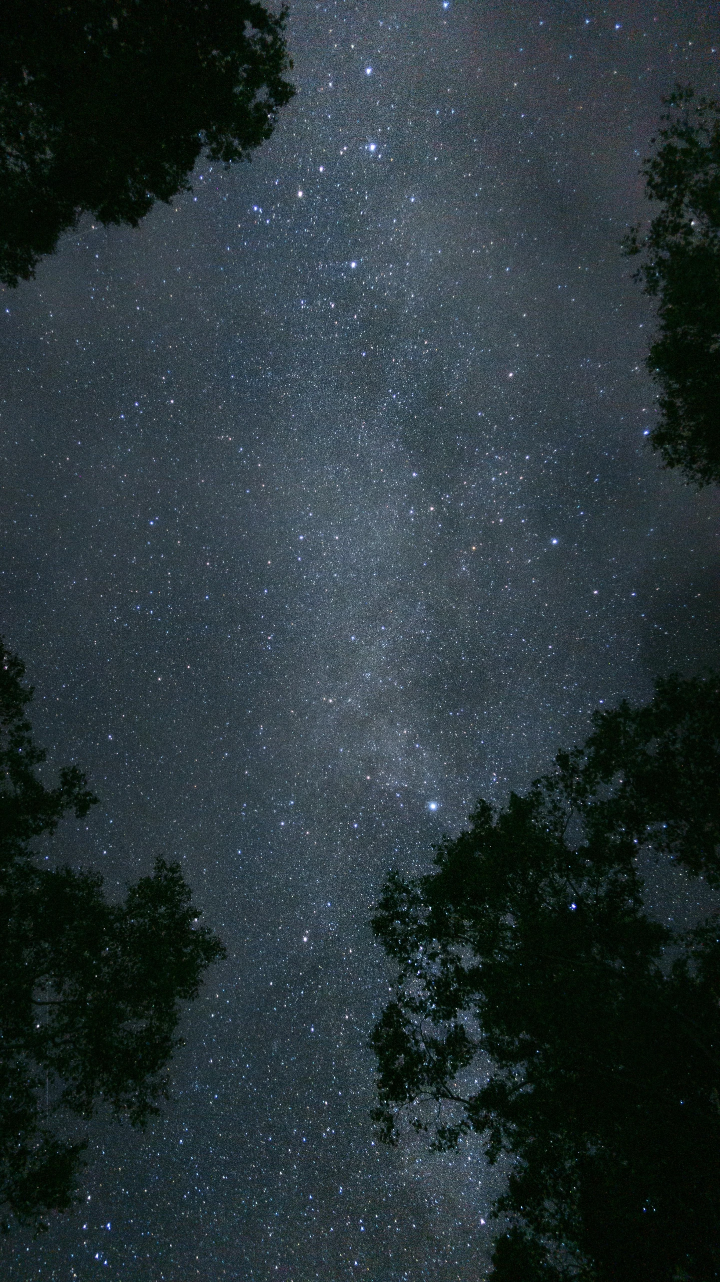 a clear sky filled with stars over trees