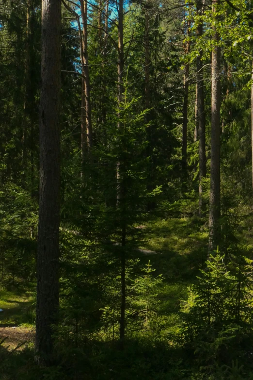 several tall trees standing next to each other in a forest