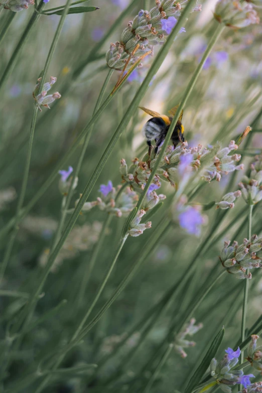 there is a small bird that is sitting in the flowers