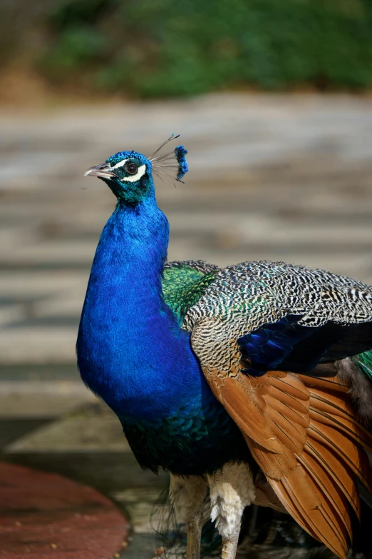 a very colorful bird with a weird shaped tail