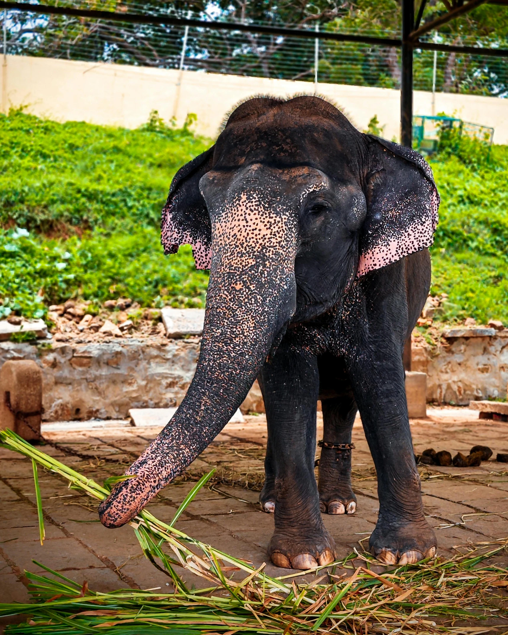 an elephant is eating some grass on the ground