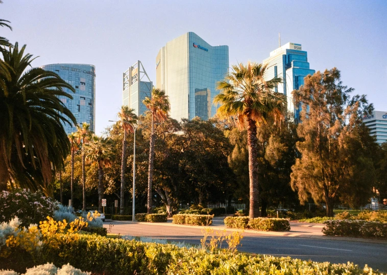 palm trees, plants and flowers in a park in the city