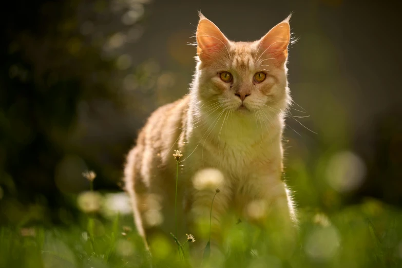 a brown cat sitting in the grass, with a light shining on it