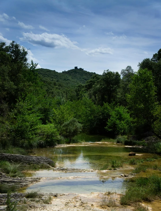 the trees are near a muddy creek in the wilderness