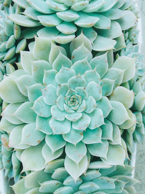 green succulents on display in white planters