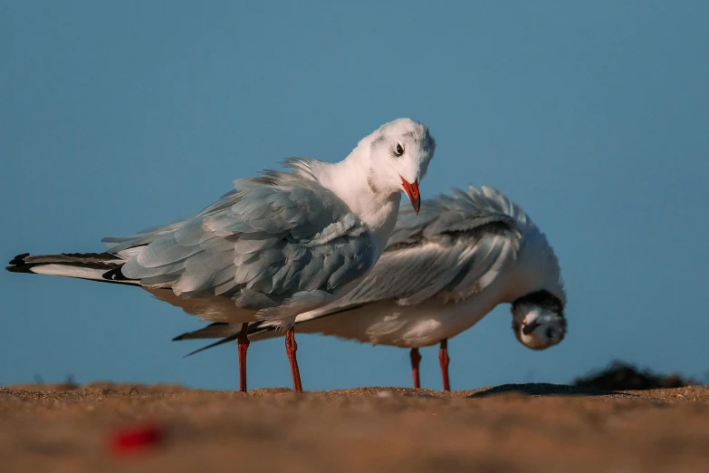 two birds with long legs and one large bird with the other large