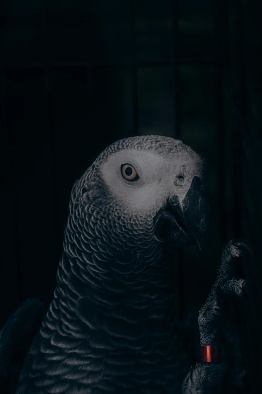 the parrot is sitting in the dark looking down