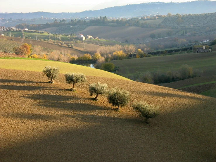 there are some small trees on this hill