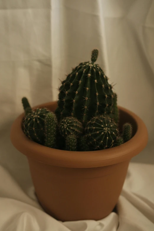 the top of a cactus plant is shown in a small pot