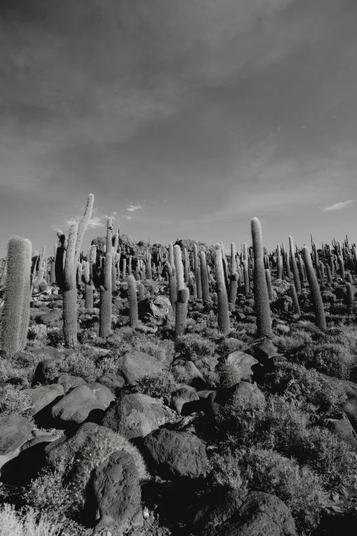 a line of tall cactus bushes near one another