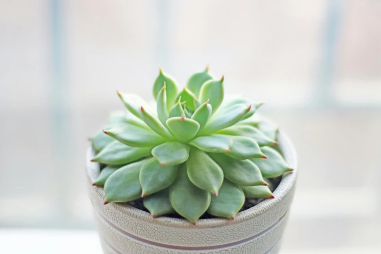 a potted green plant sits on a table