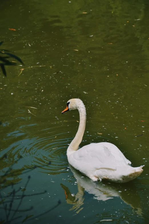 there is a white swan that has been swimming in the water