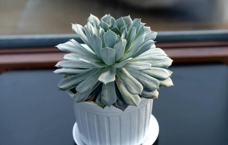 a white flower pot sitting on top of a table