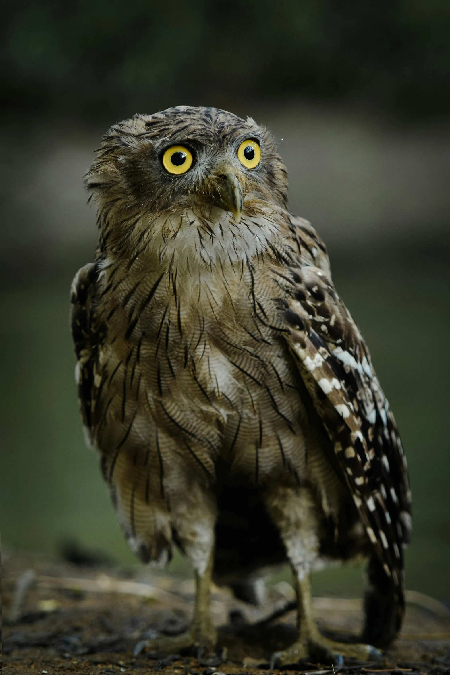 a small owl is standing on a log