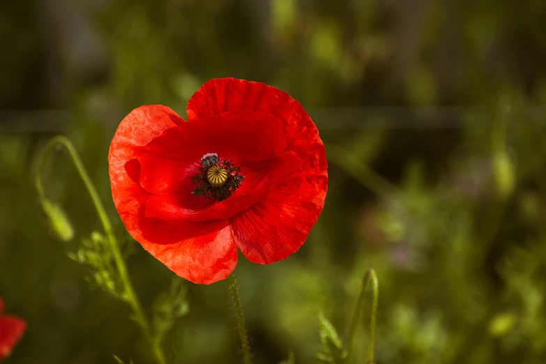 a bright red poppy blooming in the sun