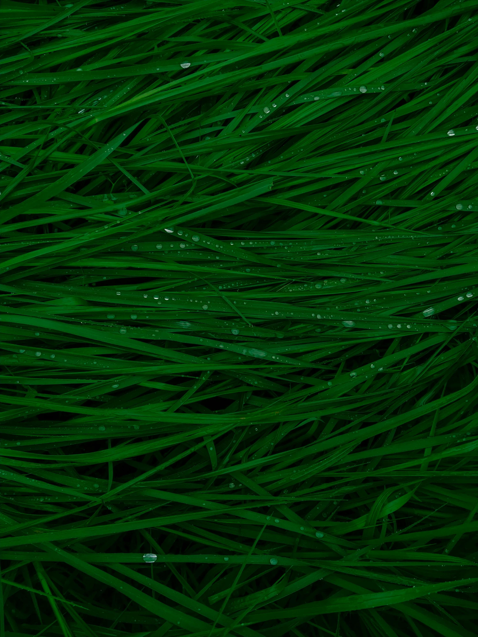 green grass that is very close up to it