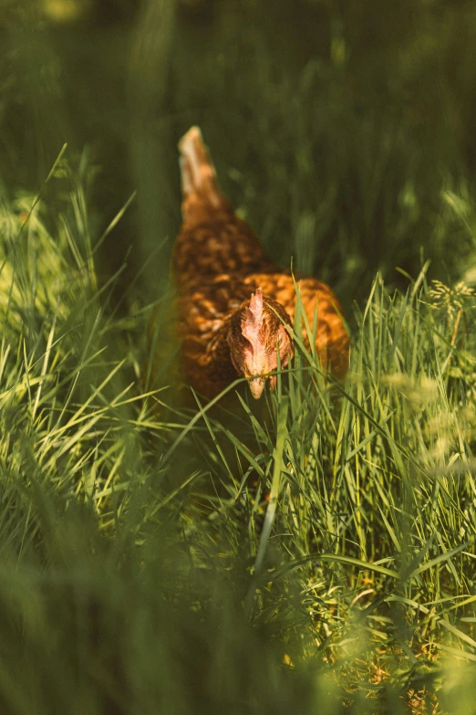 a little chicken in some grass near some bushes