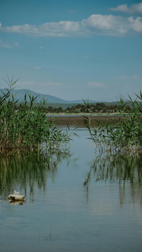 a duck floating in water surrounded by plants and grass