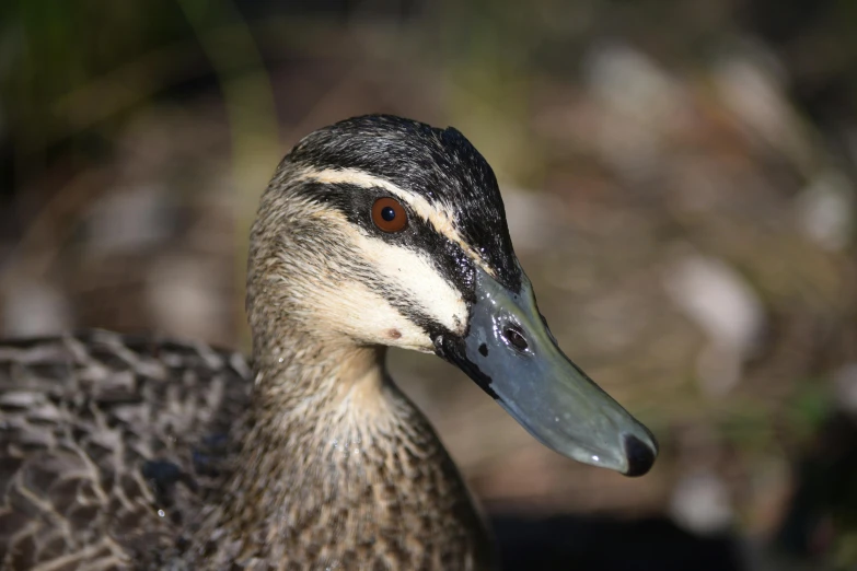 a duck with a black beak standing in the woods