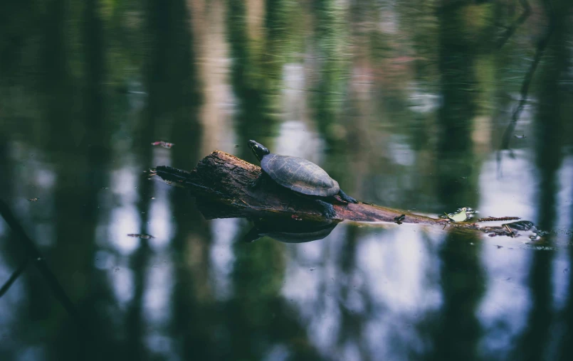 the turtle is resting on top of the log