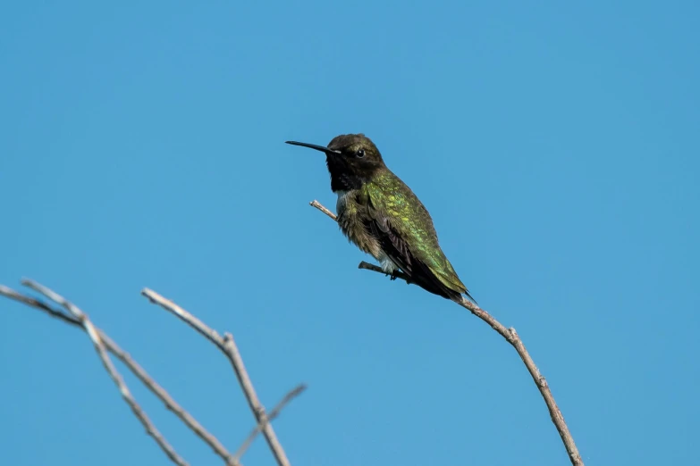 the small bird is perched on the thin tree limb