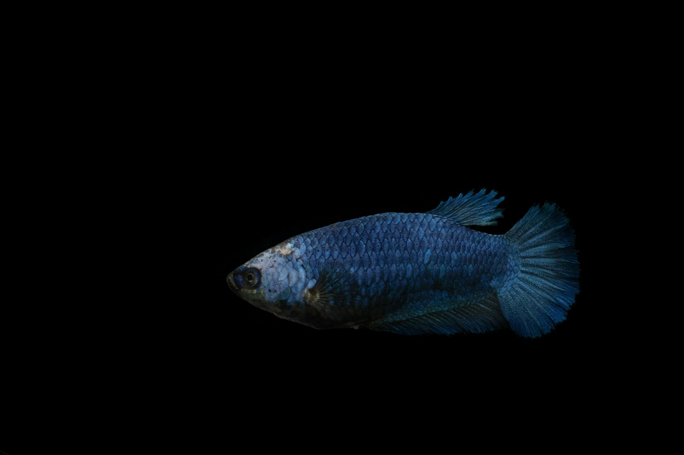 a small fish in a black water filled aquarium