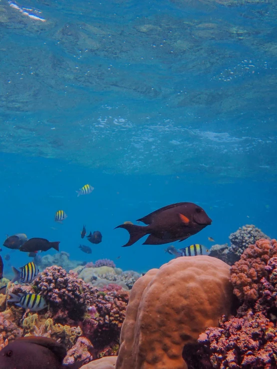 some colorful fish on a coral reef with water