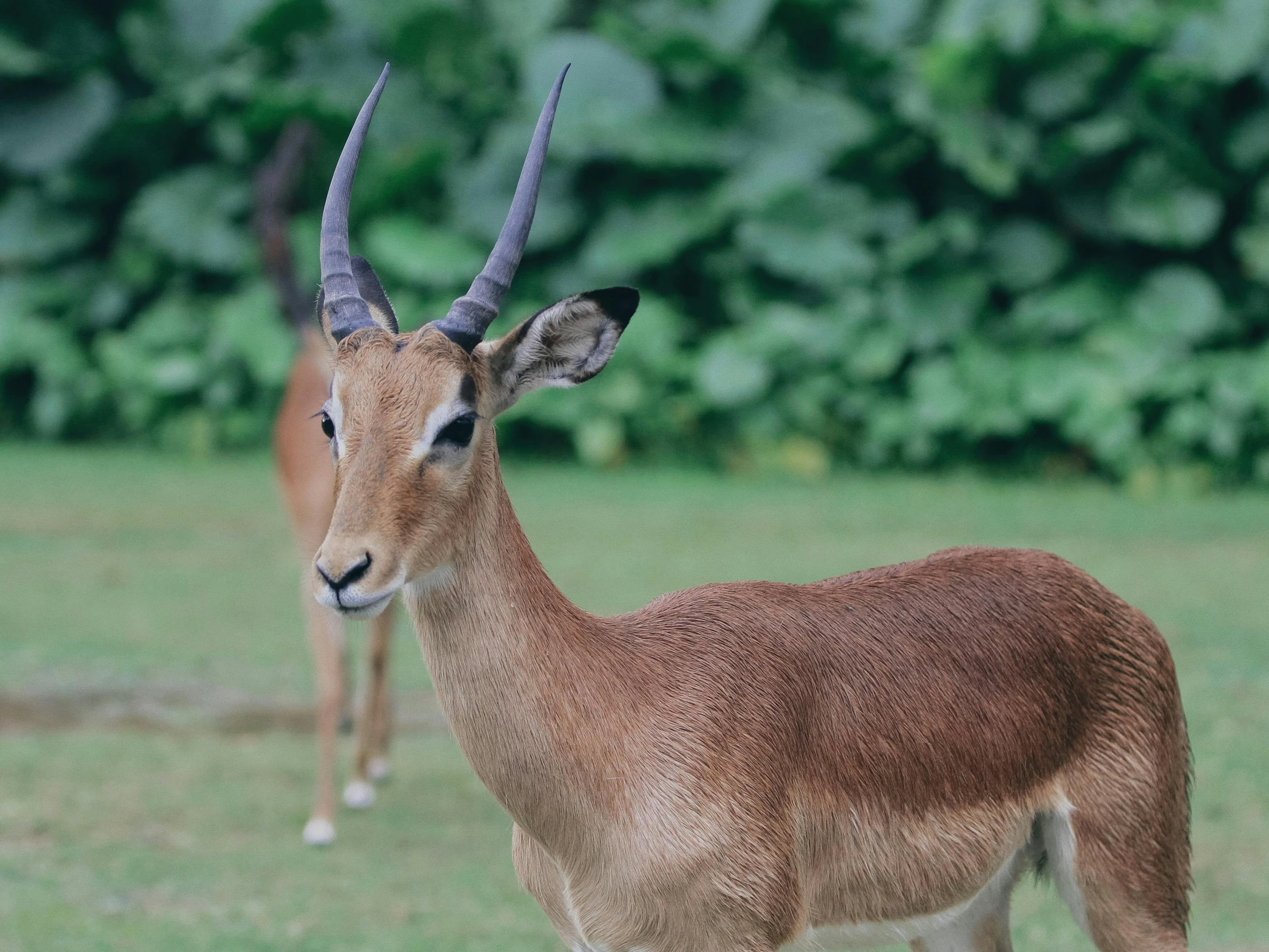 a small gazelle with very long horns stands in the grass