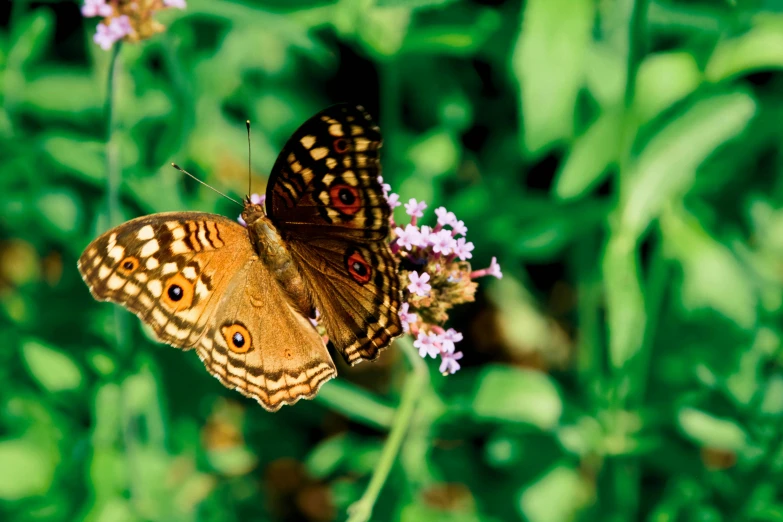 a couple of brown and black erflies on purple flowers