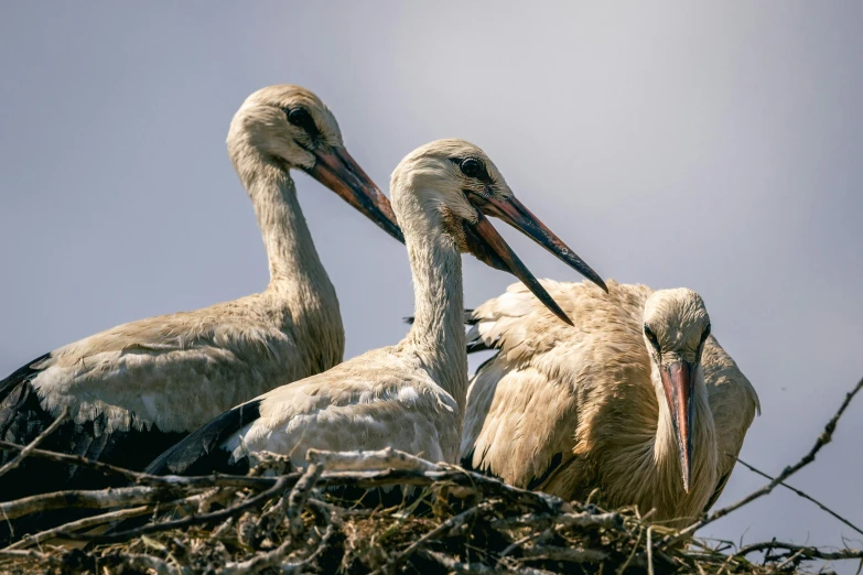 there are three large birds standing together in the nest