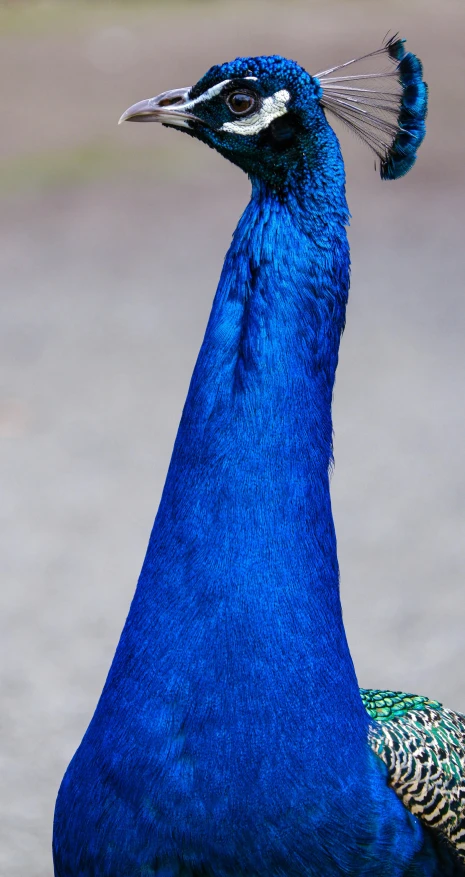 there is a blue peacock with a long feather