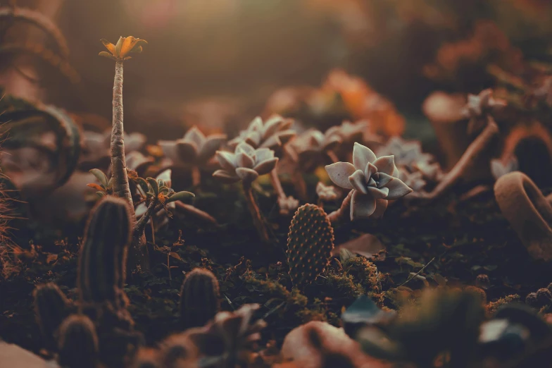 the ground is covered in plants and dirt