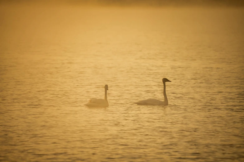 two birds in the water together, in a hazed area