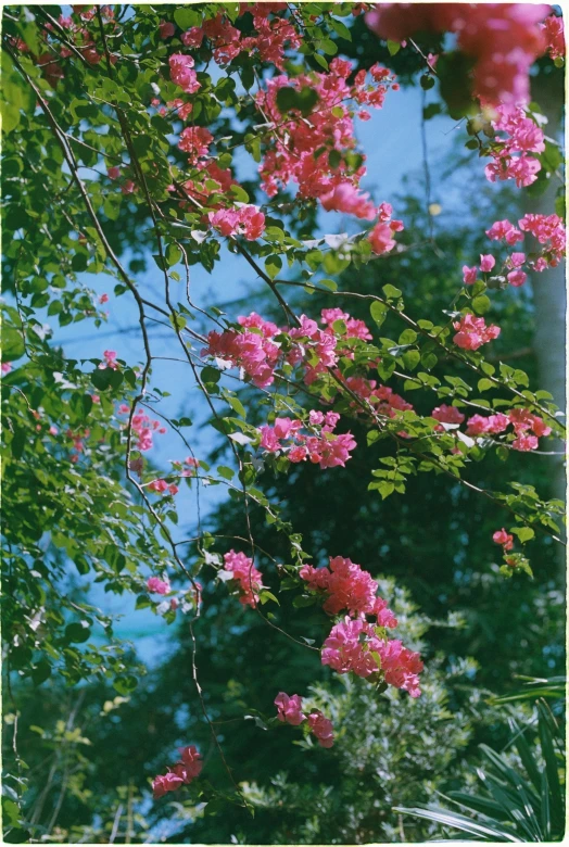 there is pink flowers blooming on the tree