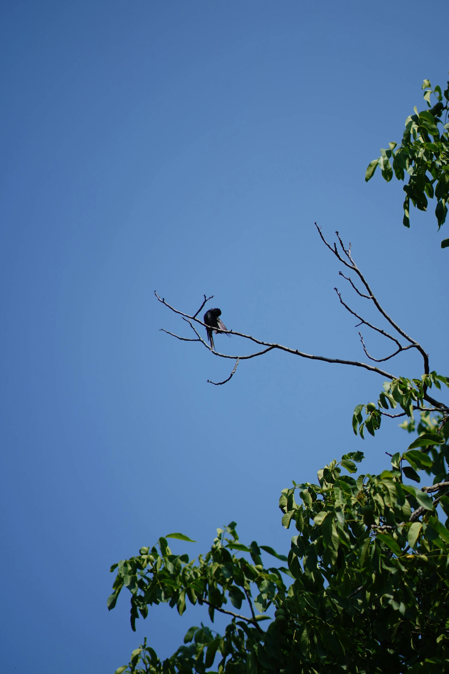 the bird is perched on the nch of the tree