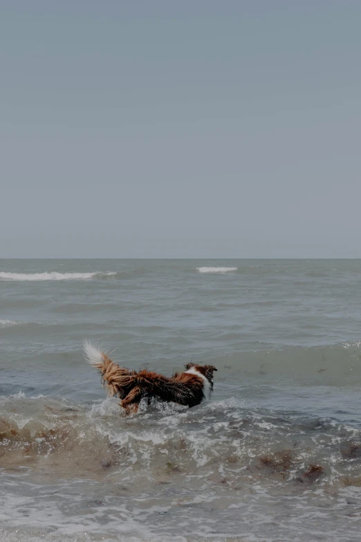 a dog is standing in the surf in the ocean